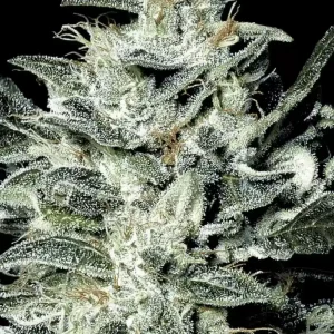 Sensi Star (Paradise Seeds) Feminizada