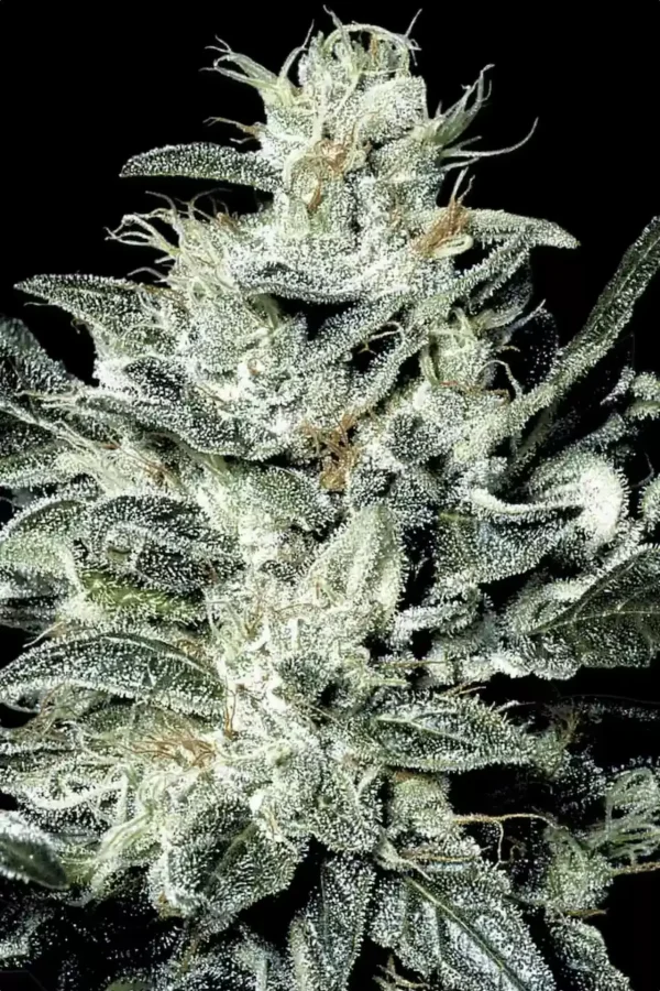 Sensi Star (Paradise Seeds) Feminizada