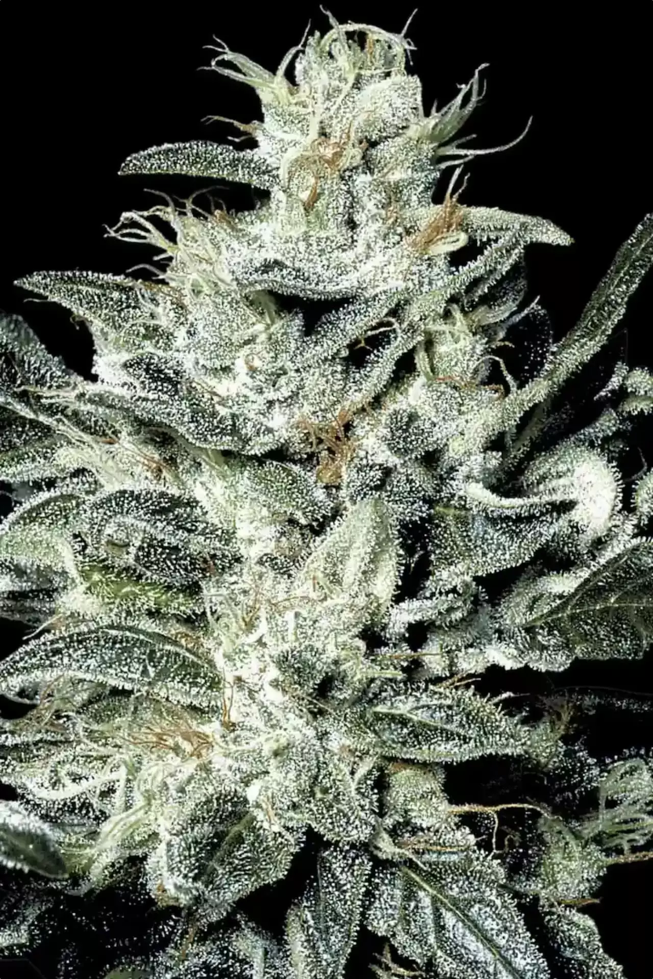 Sensi Star (Paradise Seeds) Feminizada