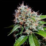 Zuri Widow (Genehtik seeds)