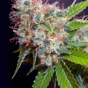 Zuri Widow (Genehtik seeds)