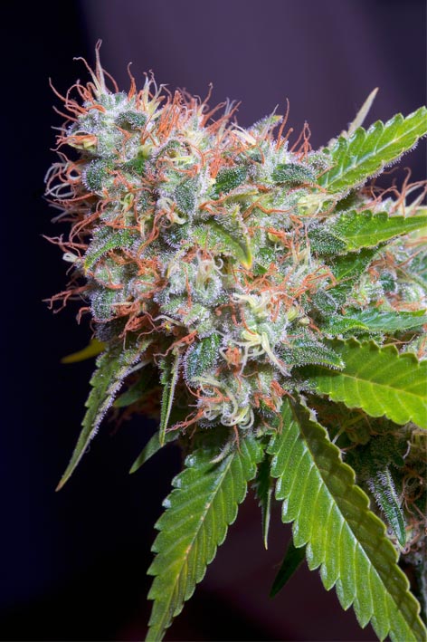 Zuri Widow (Genehtik seeds)