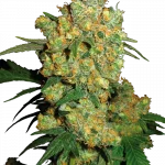 Big Bud Feminizada (Sensi Seeds)