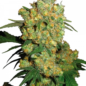 Big Bud Feminizada (Sensi Seeds)