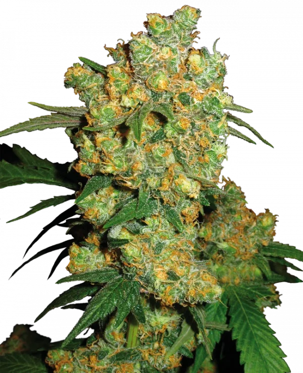 Big Bud Feminizada (Sensi Seeds)