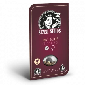 Big Bud Feminizada (Sensi Seeds)