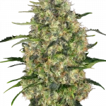 Black Domina Regular (Sensi Seeds)