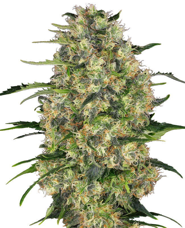 Black Domina Regular (Sensi Seeds)