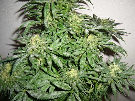 Hongo Oidio Planta Cannabis