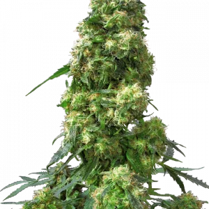 early skunk regular sensi seeds