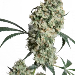 Ed Rosenthal Super Bud ® (Sensi Seeds) Regular