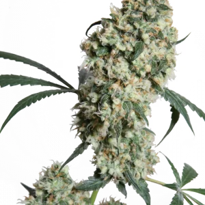 Ed Rosenthal Super Bud ® (Sensi Seeds) Regular