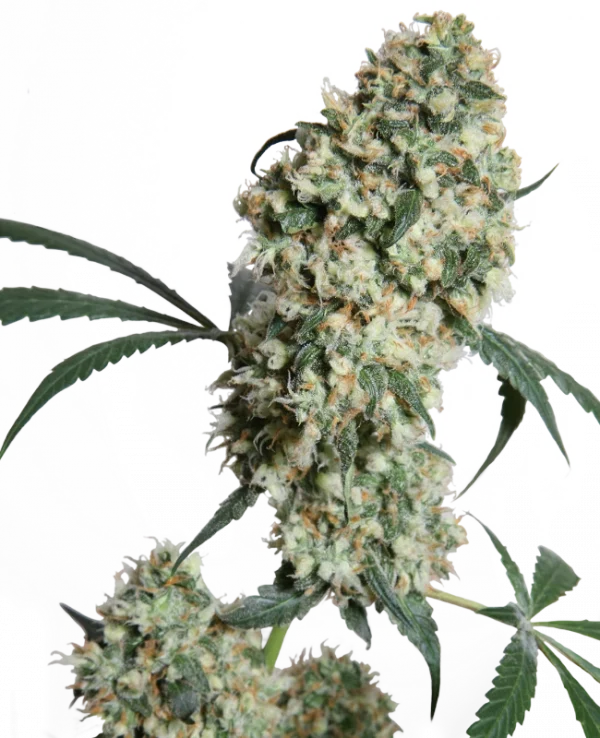 Ed Rosenthal Super Bud ® (Sensi Seeds) Regular