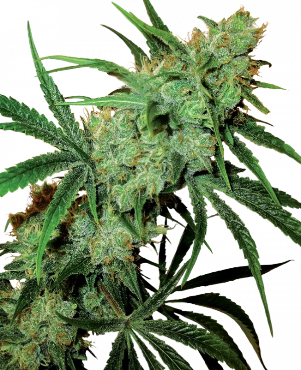 Fruity Juice (Sensi Seeds) Regular