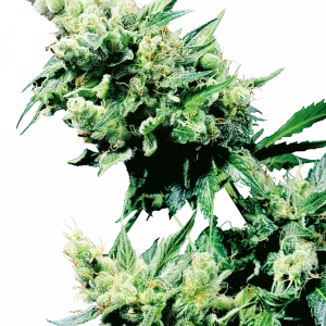 Hash Plant (Sensi Seeds) Regular