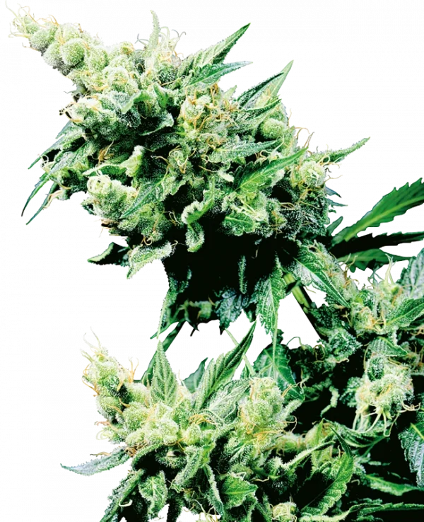 Hash Plant (Sensi Seeds) Regular