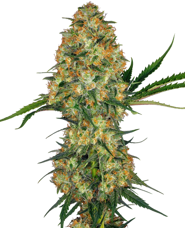 hindu-kusHindu Kush Regular (Sensi Seeds)h-regular-sensi-seeds