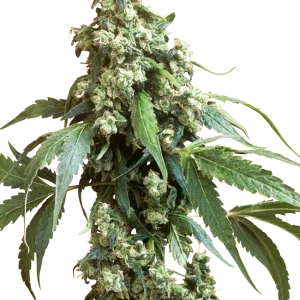 Jack Flash Regular (Sensi Seeds)