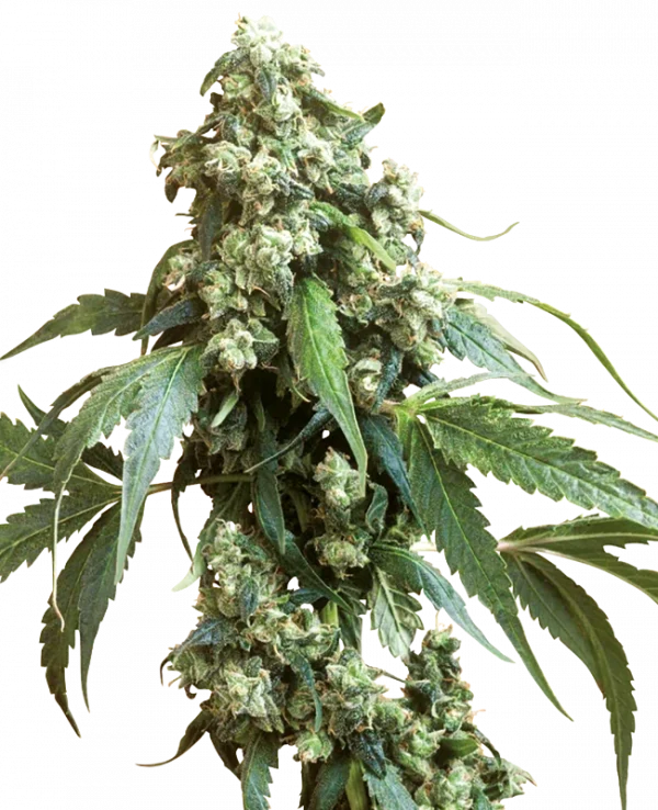 Jack Flash Regular (Sensi Seeds)