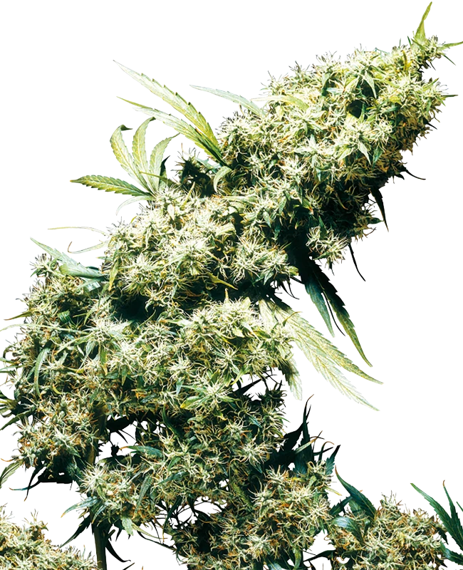 jamaican-pearl-sensi-seeds-regular