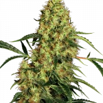 Mexican Sativa Regular (Sensi Seeds)