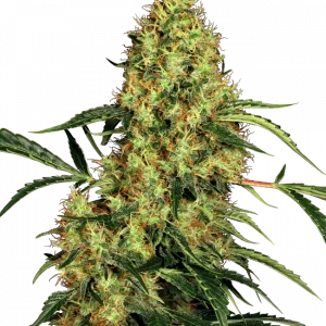 Mexican Sativa Regular (Sensi Seeds)