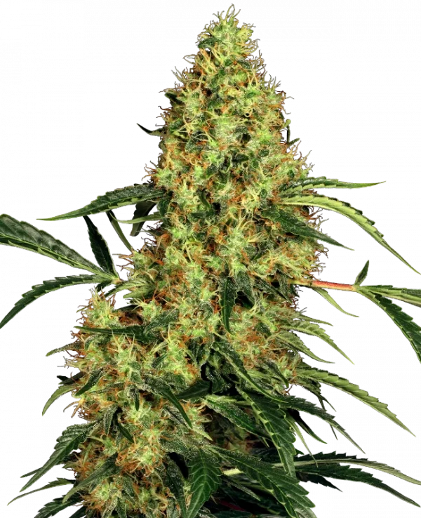 Mexican Sativa Regular (Sensi Seeds)