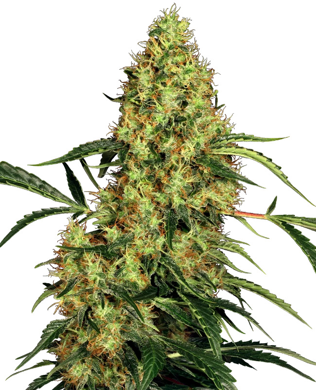 mexican-sativa-regular-sensi-seeds