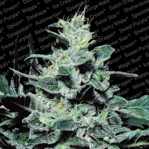 Nebula (Paradise Seeds) Feminizada