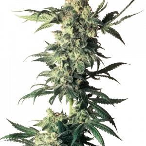 Northern Lights Regular (Sensi Seeds)