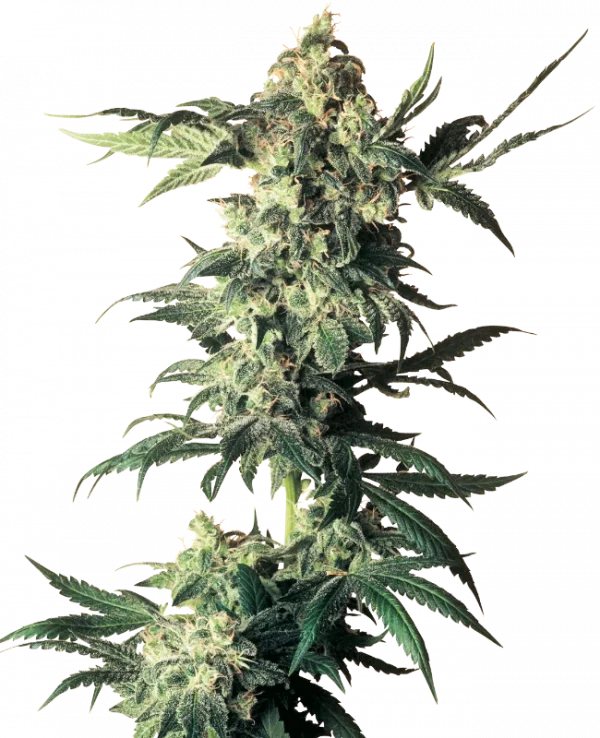 Northern Lights Regular (Sensi Seeds)