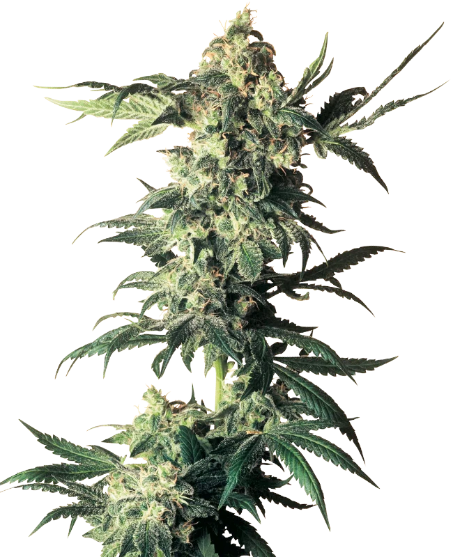 northern-lights-regular-sensi-seeds