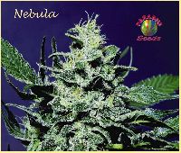 Nebula Regular
