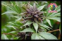 Sweet Purple Feminizada (Semillas)