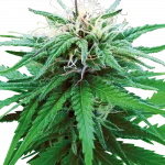 Ruderalis Indica (Sensi Seeds) Regular