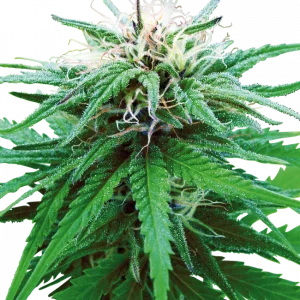 Ruderalis Indica (Sensi Seeds) Regular