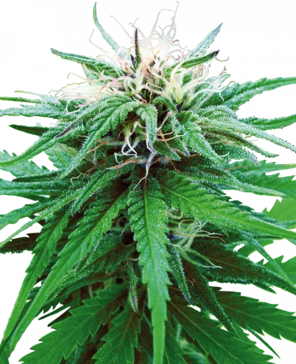 Ruderalis Indica (Sensi Seeds) Regular