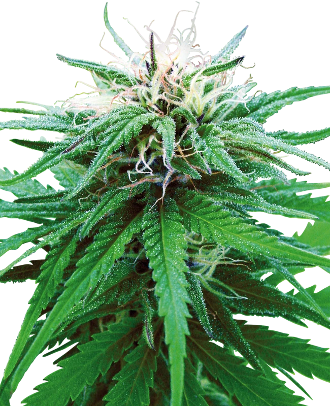 Ruderalis Indica (Sensi Seeds) Regular