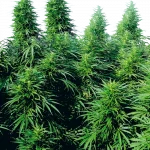 Ruderalis Skunk (Sensi Seeds) Regular