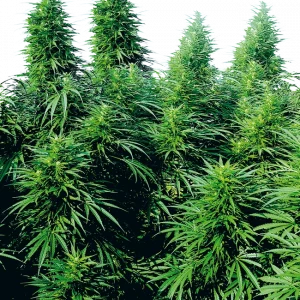 Ruderalis Skunk (Sensi Seeds) Regular