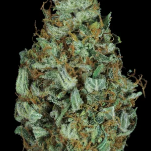 Sensi Star (Paradise Seeds) Feminizada