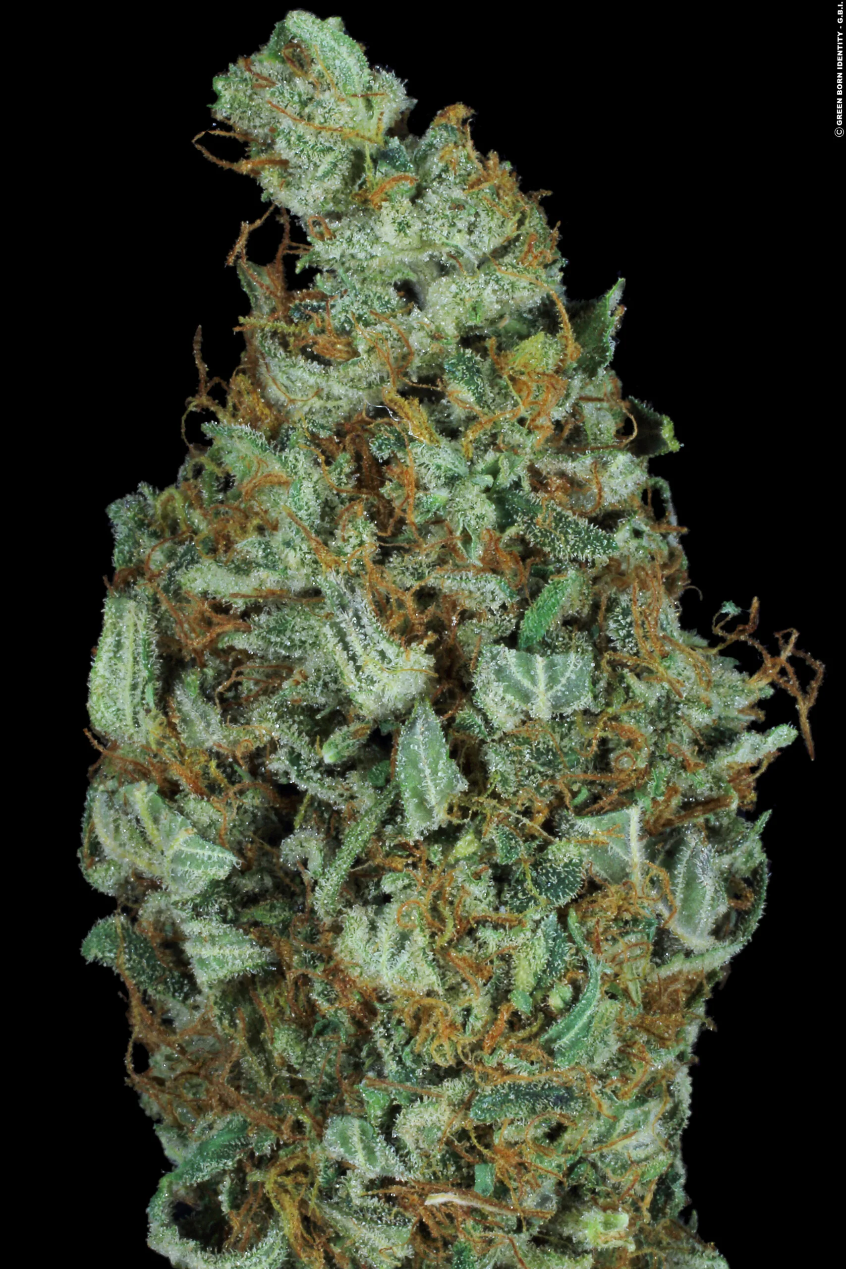 Sensi Star (Paradise Seeds) Feminizada