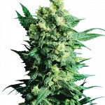 Shiva Shanti II (Sensi Seeds) Regular