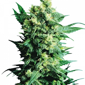 Shiva Shanti II (Sensi Seeds) Regular