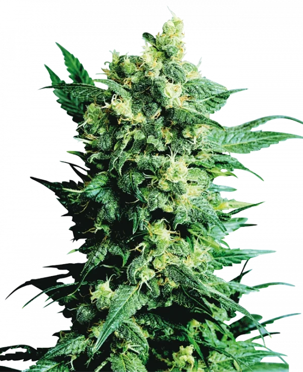 Shiva Shanti II (Sensi Seeds) Regular