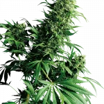 Shiva Shanti (Sensi Seeds) Regular