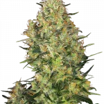 Shiva Skunk Feminizada (Sensi Seeds)