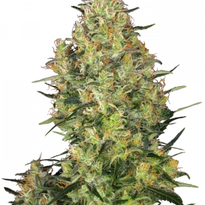 Shiva Skunk Feminizada (Sensi Seeds)