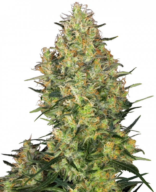 Shiva Skunk Feminizada (Sensi Seeds)