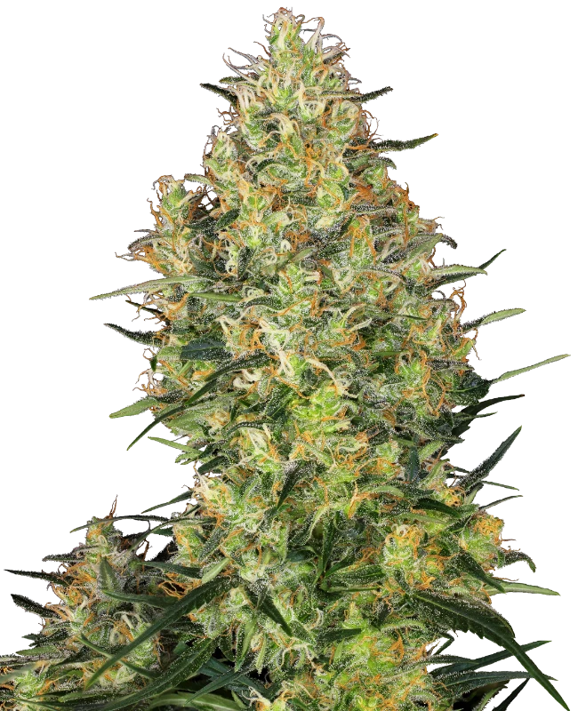 Shiva Skunk Feminizada (Sensi Seeds)